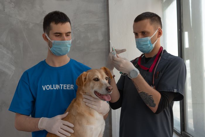SEO for Veterinary Practices